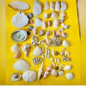Huge Collection Sea Shells Scallop Conch Mitra Conus Abalone Coral Clams Oyster
